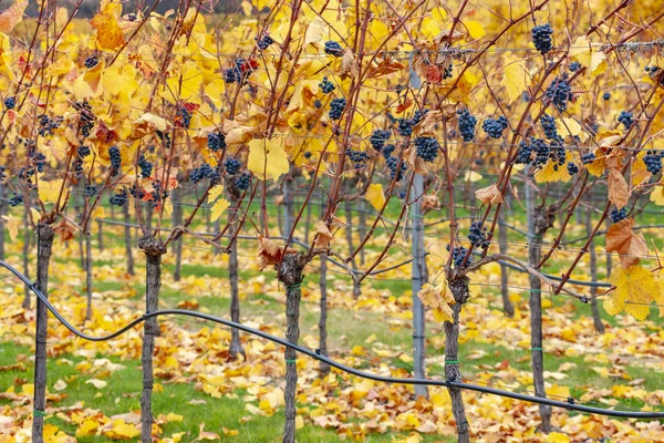 Herbstliche Weinberge bei Retz, Niederösterreich, Österreich — Stockfoto