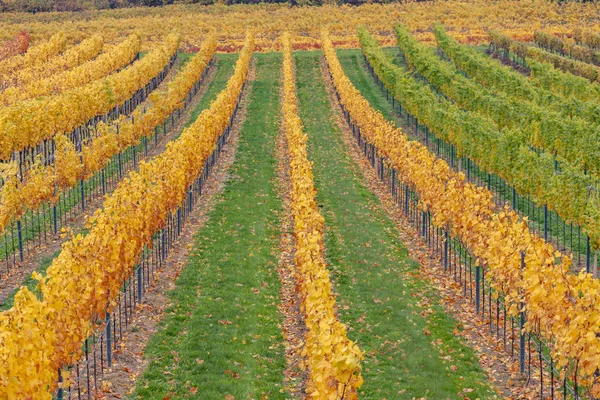 Podzimní vinice u Retz, Dolní Rakousko, Rakousko — Stock fotografie