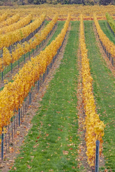 Autumn vineyards near Retz, Lower Austria, Austria — Stock Photo, Image