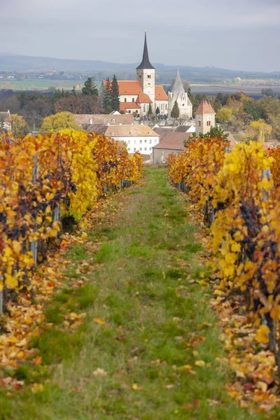 Wijngaard in de herfst bij Pulkau, Neder-Oostenrijk, Oostenrijk — Stockfoto