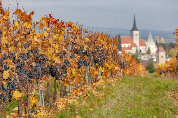 Vinodling på hösten nära Pulkau, Niederösterreich, Österrike — Stockfoto