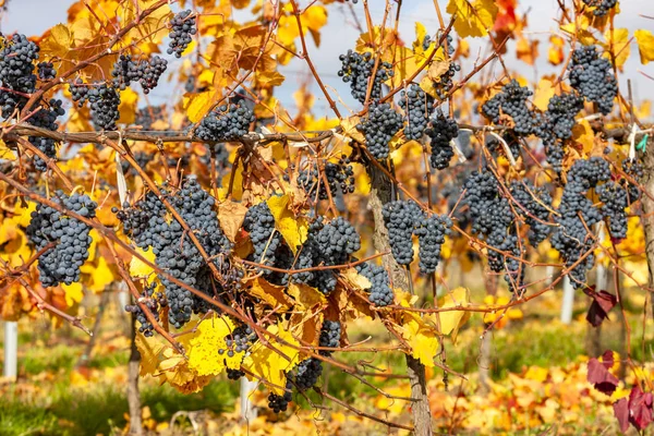 Blauwe druivensoort Zweigeltrebe, Neder-Oostenrijk, Oostenrijk — Stockfoto