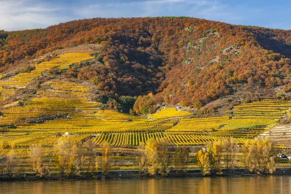 Осенние виноградники, Долина Вахау, Нижняя Австрия, Австрия — стоковое фото