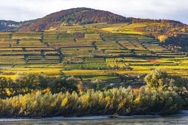 Őszi szőlőültetvények, Wachau-völgy, Alsó-Ausztria, Ausztria — Stock Fotó
