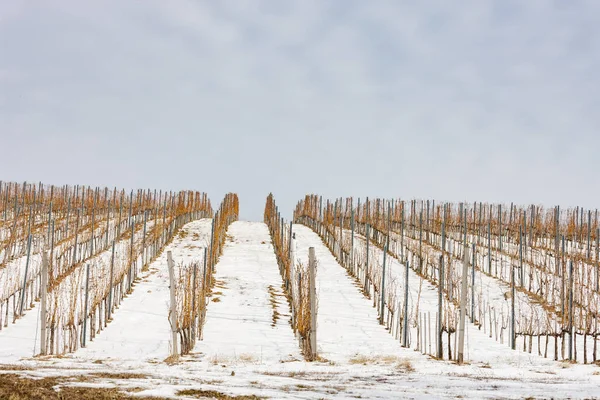 Adegas perto de Vinicky, região de Tokaj, Eslováquia — Fotografia de Stock