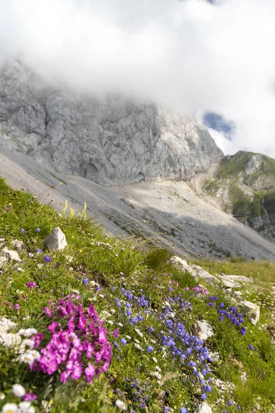 Flora montanhosa perto de Mangart, parque nacional de Triglav, Julian Alps , — Fotografia de Stock