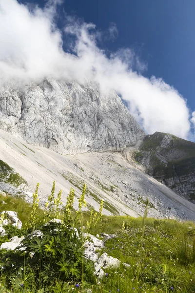 Mountain flora near Mangart, Triglav national park, Julian Alps, — Stock Photo, Image