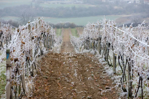 Vignobles en hiver, région de Znojmo, République tchèque — Photo
