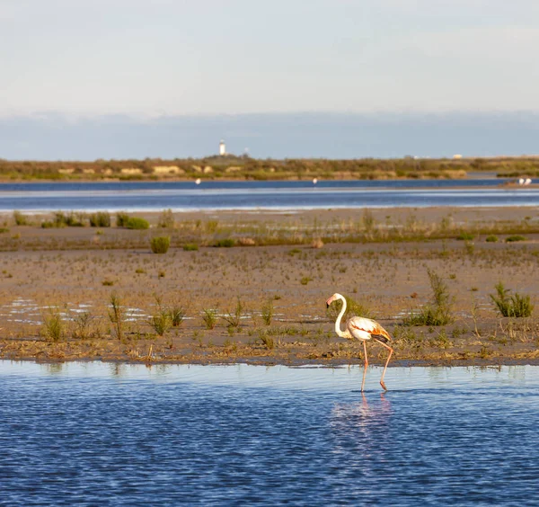 Nationaal park Camargue, Provence, Frankrijk — Stockfoto