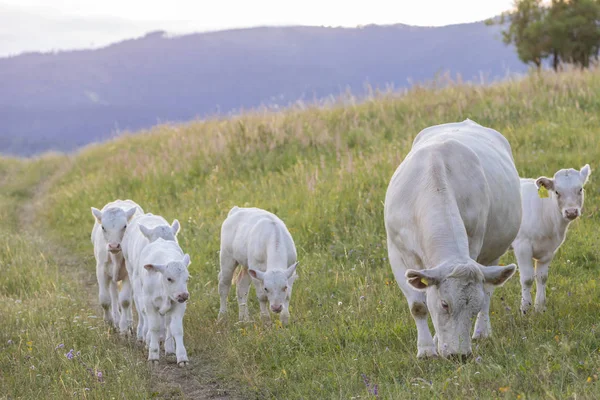 Witte koeien, regio spis, Slowakije — Stockfoto