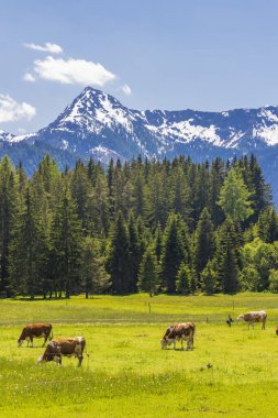İneklerin sürüsü, Schladming Tauern, Avusturya