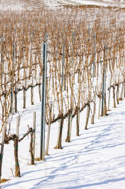 Vinicky yakınlarındaki Wineyards, Tokaj bölgesi, Slovakya