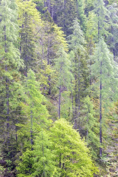 Krajobraz w pobliżu Sauris di sotto, Friuli-Venezia Giulia, Włochy — Zdjęcie stockowe