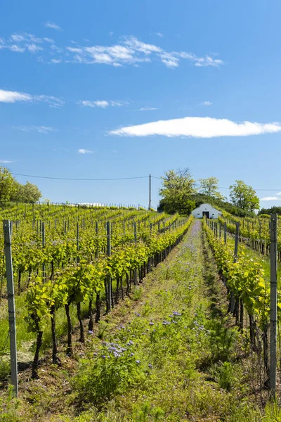 Blommigt avstånd i ekologisk vingård, Mähren, Tjeckien — Stockfoto