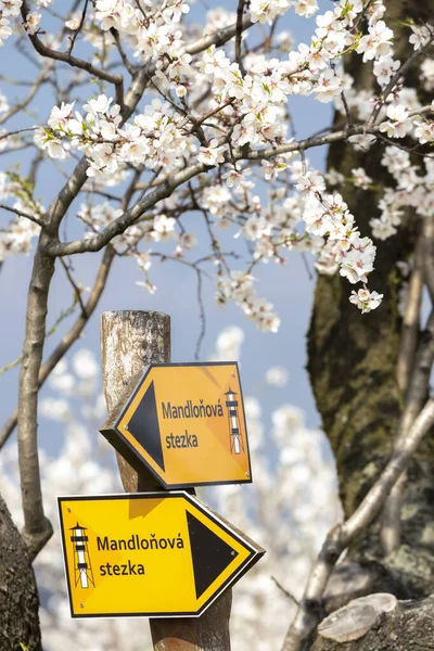 Sign "almond trail" in Almond tree orchard in Hustopece, South M — Stock Photo, Image