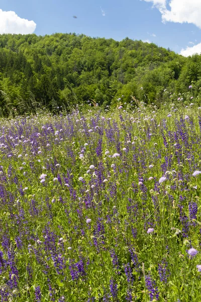 Prairie de fleurs près du lac Bohinj en Slovénie — Photo