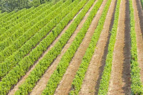 Vineyards in the wine region Languedoc-Roussillon, Roussillon, F — Stock Photo, Image