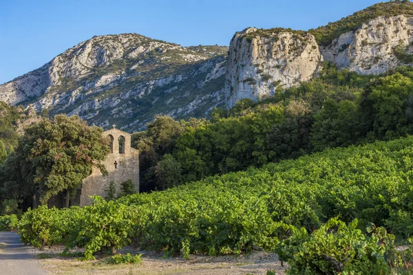 Wijngaarden in de wijnstreek Languedoc-Roussillon, Roussillon, F — Stockfoto