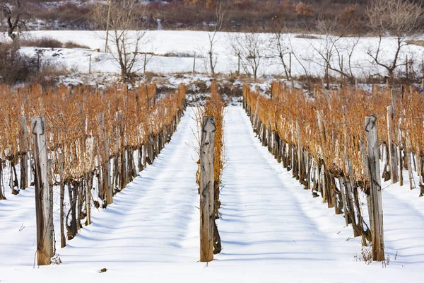 Vinhas perto de Sarospatak, região de Tokaj Hungria — Fotografia de Stock