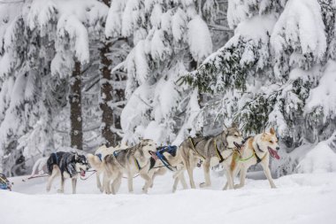 Sedivacek 'in uzun, Çek Cumhuriyeti kızak yarışı