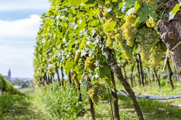 Виноградники на чешско-австрийской границе недалеко от деревни Hnani — стоковое фото