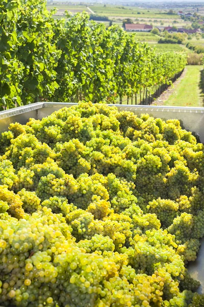 Vineyard at the time of harvest near Retz, Austria — Stock Photo, Image