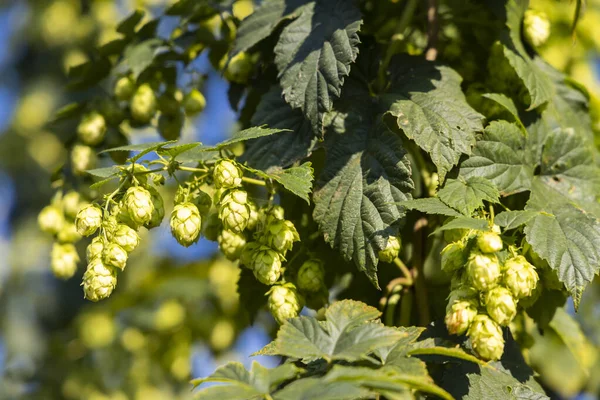 Hop field in Zatecz region, Czech Republic — Stock Photo, Image