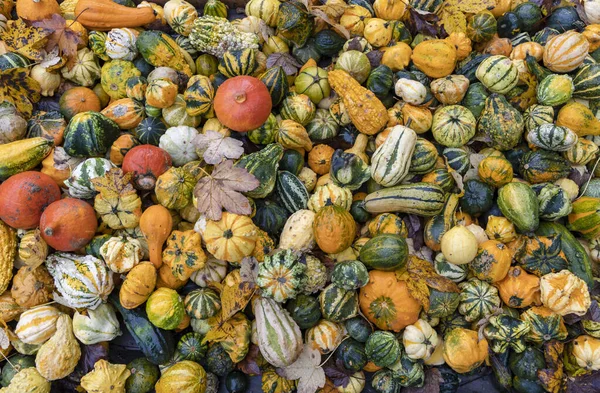 Verschillende soorten pompoenen, herfstmarkt, Oostenrijk — Stockfoto