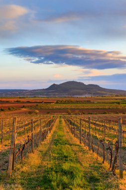 Vineyard Sonberk ve Palava tepeleri, Güney Moravya, Çek Cumhuriyeti