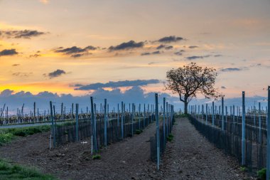Güney Moravya, Çek Cumhuriyeti 'ndeki Velke Bilovice yakınlarındaki üzüm bağlarında gün doğumu