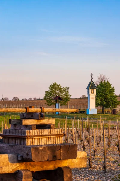 Vineyards Velke Bilovice Southern Moravia Czech Republic — Stock Photo, Image