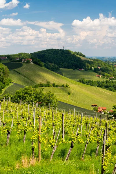 Viñedo Frontera Eslovena Austriaca Estiria —  Fotos de Stock