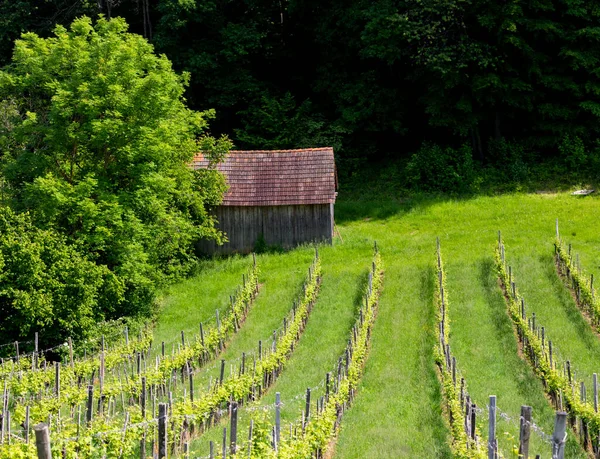 Vineyard Austrian Slovenian Border Styria — Stock Photo, Image