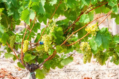 Şarap Bölgesi 'ndeki üzüm bağları Languedoc-Roussillon, Roussillon, Fransa
