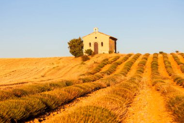 Lavanta tarlası olan şapel, Valensole Platosu, Provence, Fransa