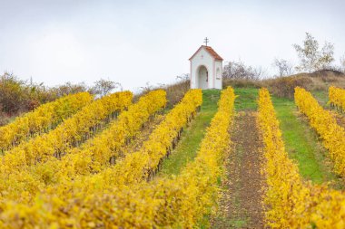 Tanrı 'nın Hnanice yakınlarında Güney Moravya, Çek Cumhuriyeti sonbahar üzüm bağıyla yaptığı işkence.