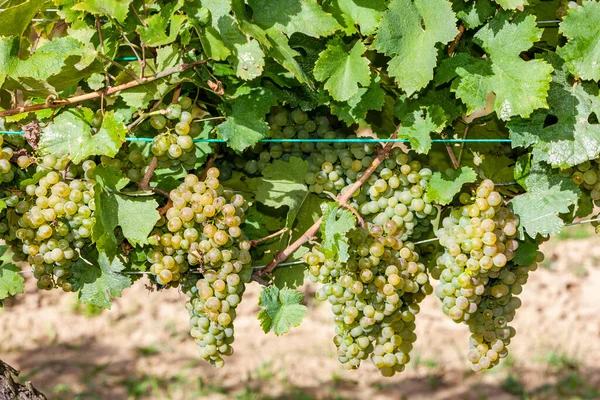 Vigneti Sul Confine Ceco Austriaco Vicino Villaggio Hnanice — Foto Stock