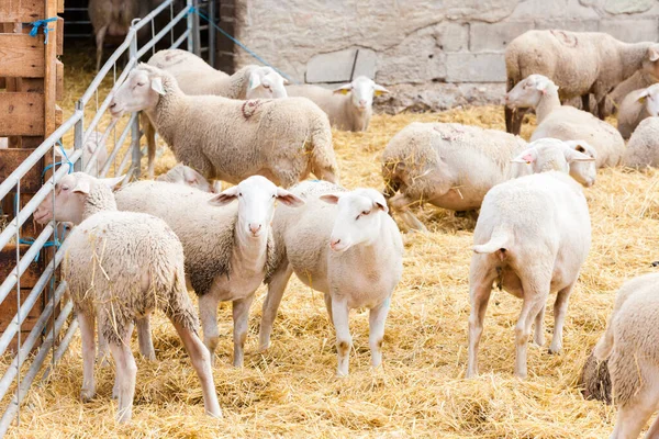 法国普罗旺斯农场的羊 — 图库照片