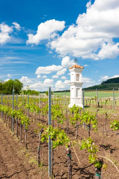 Vineyards Palava Moravia Region Czech Republic — Stock Photo, Image