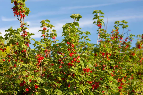 Grosellas Rojas Maduras Con Cielo Azul — Foto de Stock