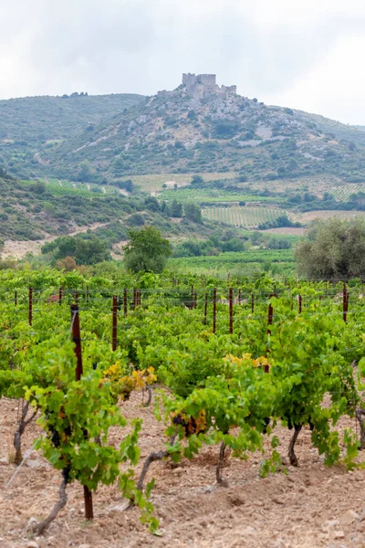 Şarap Bölgesi Ndeki Üzüm Bağları Languedoc Roussillon Roussillon Fransa — Stok fotoğraf