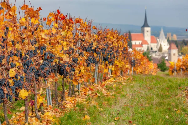 オーストリア 下オーストリアのプルカウ近くの秋のブドウ畑 — ストック写真