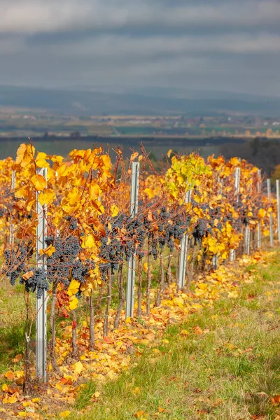 Blue Grapes Variety Zweigeltrebe Lower Austria Austria — Stock Photo, Image