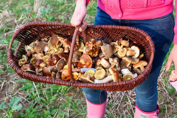 Korb Mit Waldpilzen Aus Der Tschechischen Republik — Stockfoto