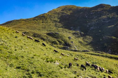 Mangart yakınlarındaki koyun sürüsü, Triglav Ulusal Parkı, Slovenya