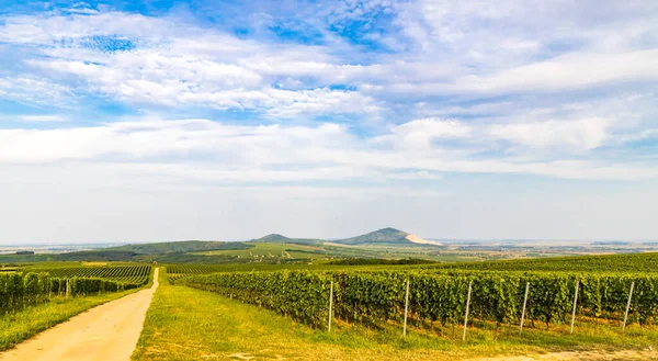 Vineyards Villany Baranya Southern Hungary — Stock Photo, Image