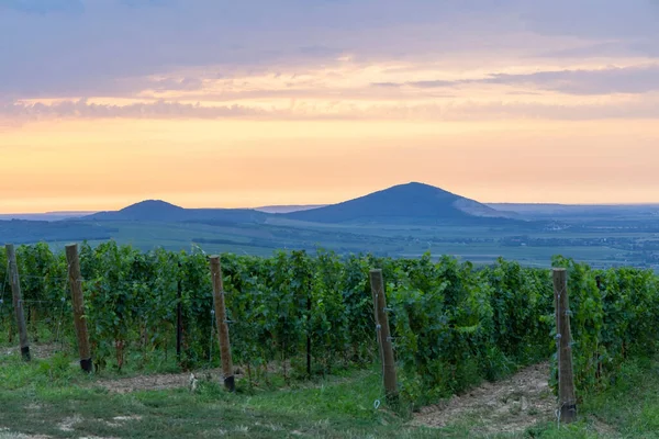 Виноградники Рядом Villany Баранья Южная Венгрия — стоковое фото