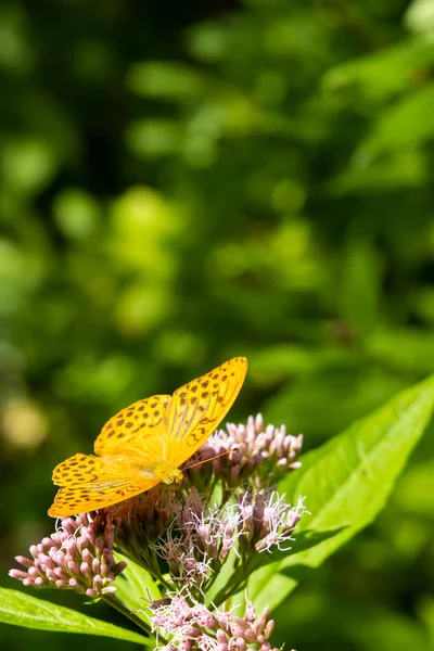 Silver Washed Fritillary Butterfly Natural Environment National Park Slovensky Raj — Stock Photo, Image
