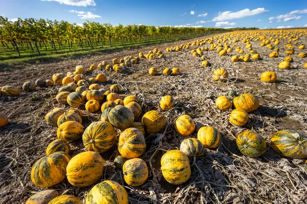 Pumpkin Retz Weinviertel Lower Austria Austria — Stock Photo, Image