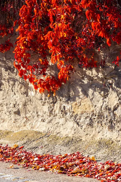 Stara Ściana Kolorowymi Liśćmi Jesienią — Zdjęcie stockowe